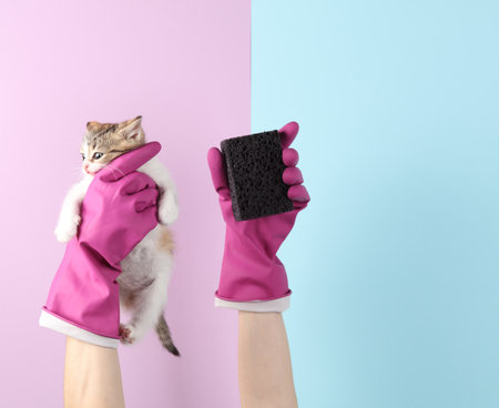 Humorous scene hand in rubber gloves holding a small cute catの写真素材