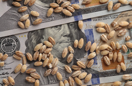 Food crisis. Wheat grain on hundred dollar billsの写真素材