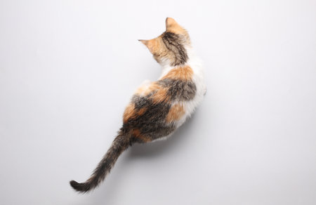 Little cute kitten on a gray background. Top viewの写真素材