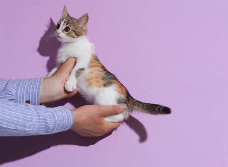 Man's hand in shirt holding little cute kitten on purple background with shadow
