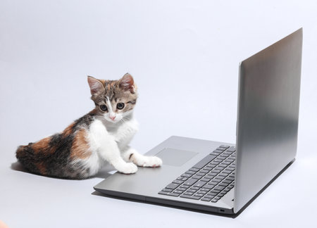 Little cute kitten with laptop on gray backgroundの写真素材