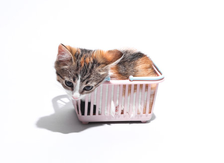 Little cute kitten in supermarket shopping basket isolated on white backgroundの写真素材
