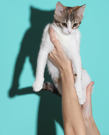 Hands holding a cute kitten on a blue background with a shadow