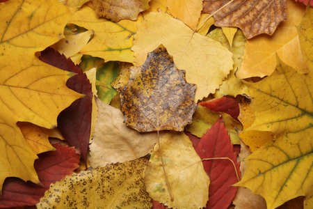Lots of autumn fallen leaves. Seasonal background, October