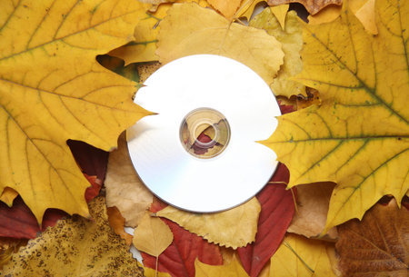 CD disk on fallen autumn leaves