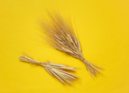 Ears of wheat and rye on yellow background. Top view