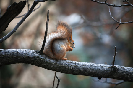 Squirrel eats a nut on a tree branchの写真素材