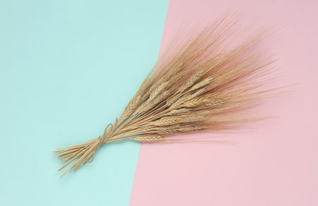 Ears of wheat on a pink blue background. Top viewの写真素材