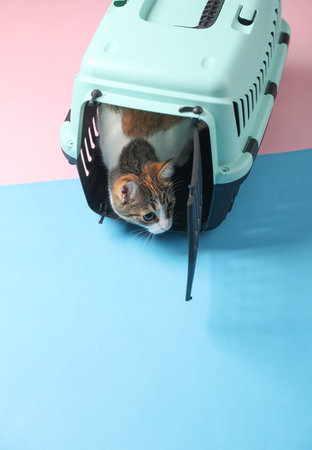 Cat in a pet carrier. Top view on blue pink background