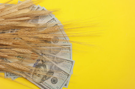 Spikelets with hundred dollar bills on a yellow background. Food crisisの写真素材