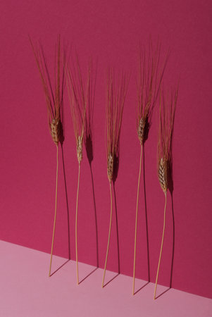 Spikelets of wheat on a pink background with shadowの写真素材