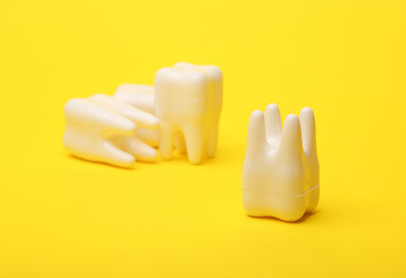 Plastic models of teeth on a yellow backgroundの写真素材