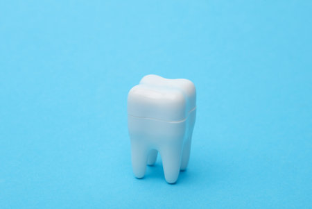 Plastic tooth model on a blue backgroundの写真素材