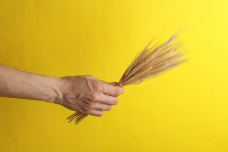 Hand holding ears of wheat on yellow backgroundの写真素材