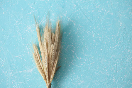 Spikelets of wheat on blue concrete backgroundの写真素材