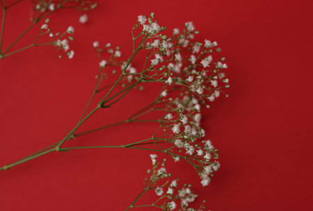 gypsophila flowers on a red backgroundの写真素材