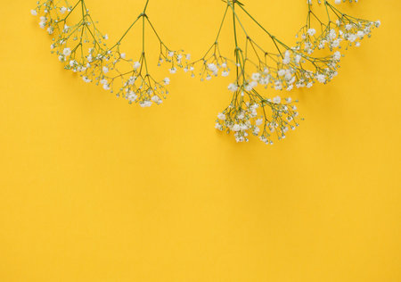 Gypsophila flowers on a yellow background. Copy spaceの写真素材