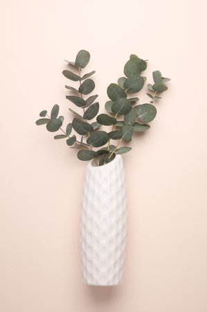 Eucalyptus sprigs in vase on a beige backgroundの写真素材