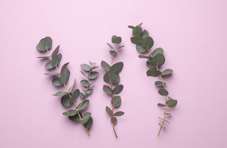 Eucalyptus sprigs on a purple backgroundの写真素材