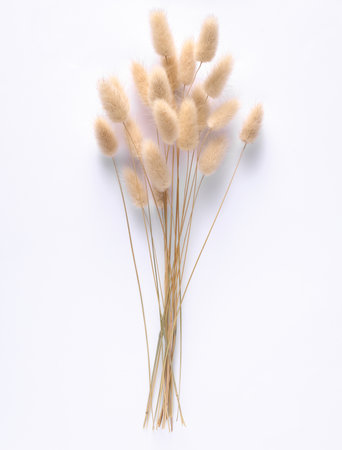 Dry lagurus flowers isolated on white backgroundの写真素材