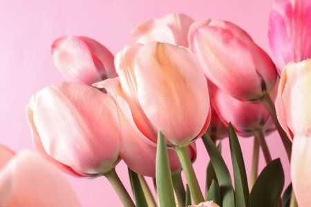 Bouquet of pink tulips close-up on a pink backgroundの写真素材