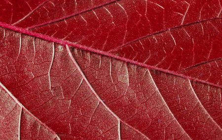 Red leaf texture close up macroの写真素材
