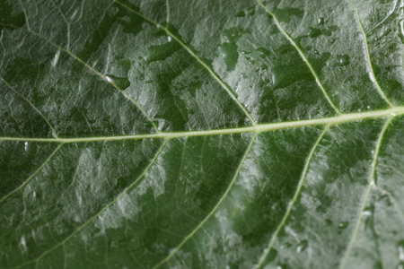 Green tree leaf in drops of water or rain