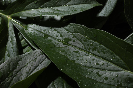 Green leaves in raindrops close up macro