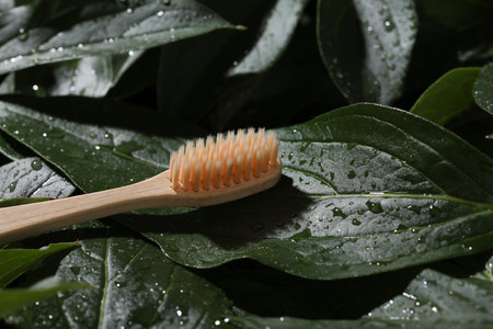 Eco bamboo toothbrush on green plant leaves in water dropsの写真素材
