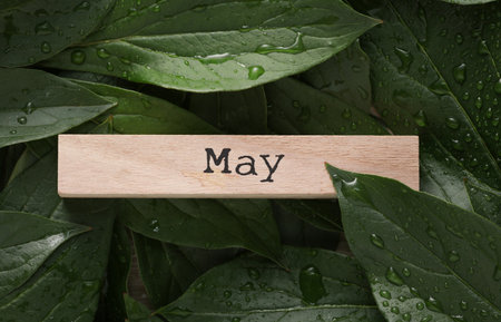 Wooden block with word may on green plant leaves with water dropsの写真素材