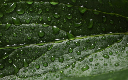 Background of green leaves in raindrops
