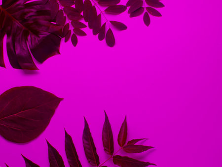 Background from tropical green leaf in neon light. Copy space. Top viewの写真素材