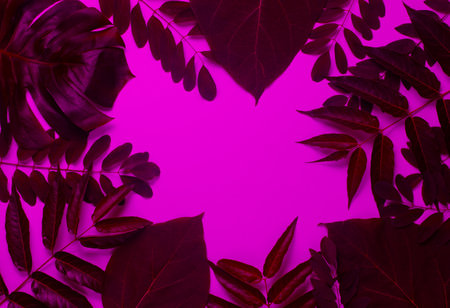 Background from tropical green leaf in pink neon light. Copy space. Top viewの写真素材