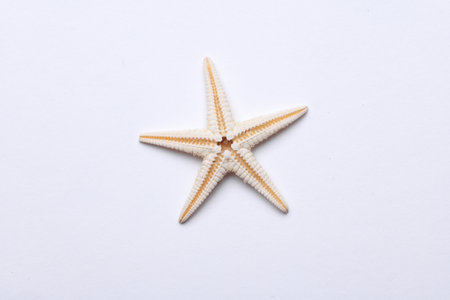 Starfish on a white background close-upの写真素材