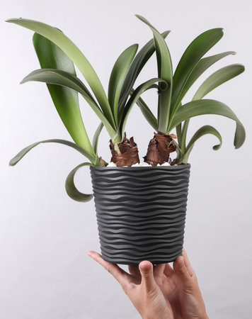 Female hands holding house plant in pot on gray background