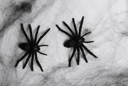 Black decorative web with spiders on white background. Halloween decor