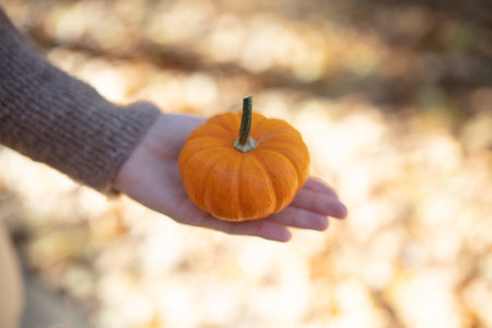 Woman holding miniature natural pumpkin in autumn park with fallen leaves. seasonal harvest, Halloween conceptの写真素材