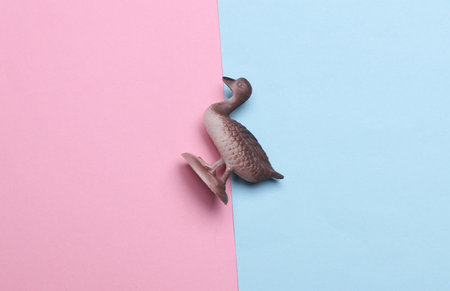 Toy plastic duck on a blue and pink backgroundの写真素材