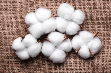 Cotton on burlap. Top view
