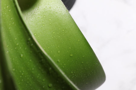 Green leaves in water drops on a white background