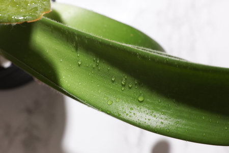 Green leaves in water drops on a white background