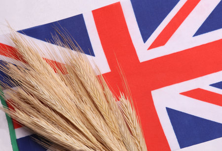 Ears of wheat with Great Britain flag. Trade export and economy, grain deal and world food security concept.の写真素材