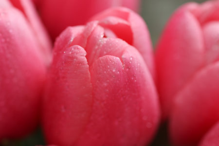 Pink tulips with dew drops close upの写真素材
