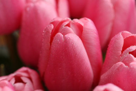 Pink tulips with dew drops close up