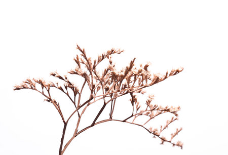 Dry sprig of flowers on white backgroundの写真素材