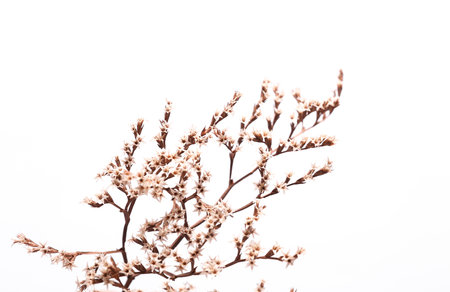 Dry sprig of flowers on white backgroundの写真素材