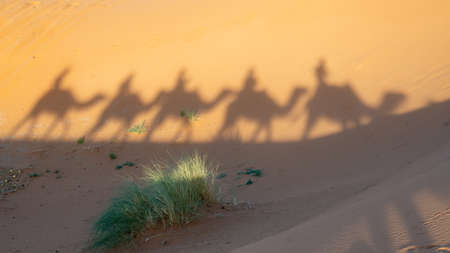 Camel riding shadowsの写真素材