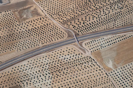 Olive trees in Spain