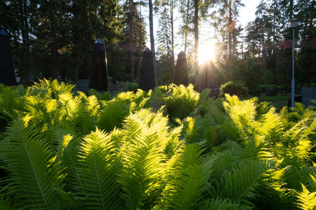 Ferns at sunsetの写真素材