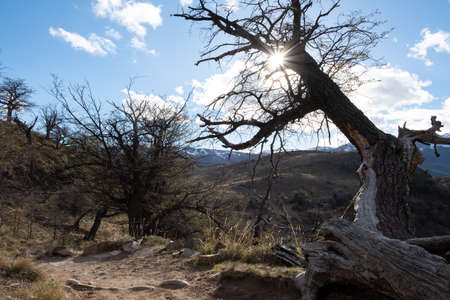 A walking track in Patagonia, near the village of El Chalten, Argentina. The sun shines brightly through the branches of a tree. Mountains with snow in the backgroundの写真素材